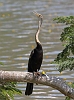 J18_2866 Indian Darter